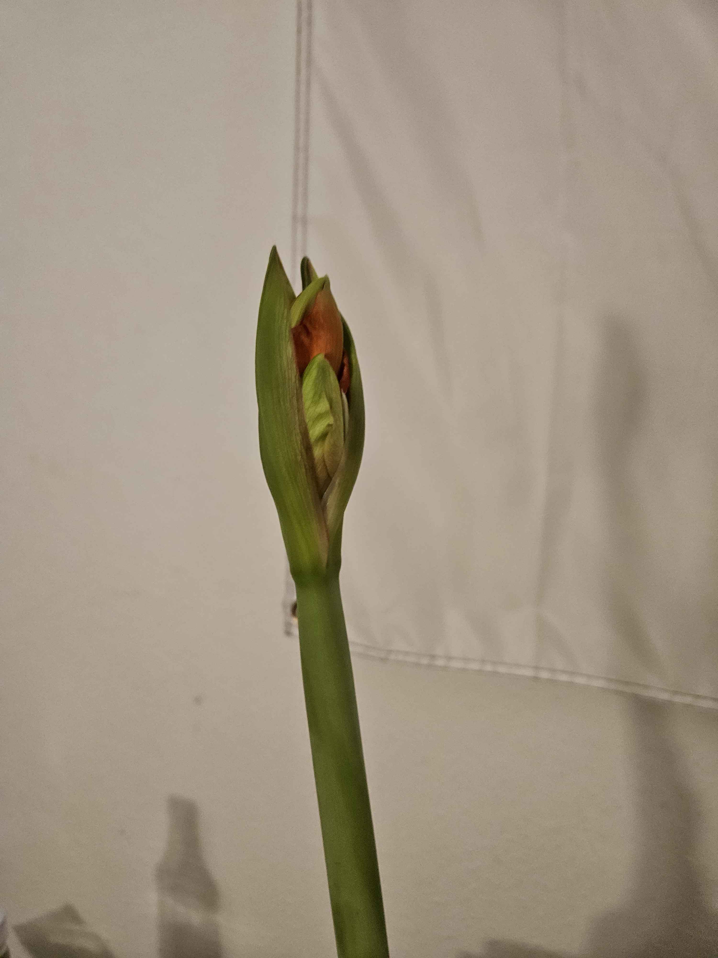 a picture of a blooming flower