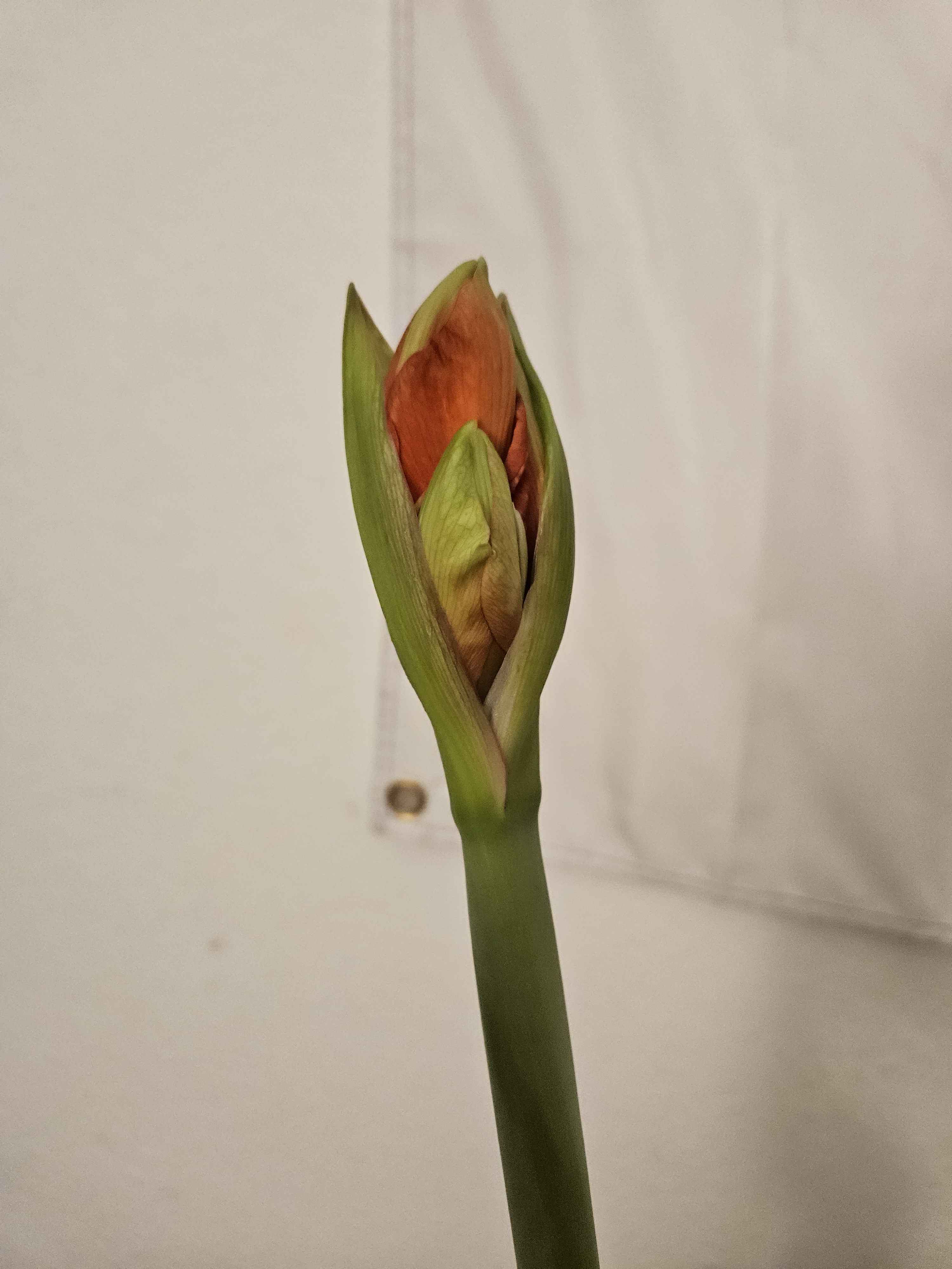 a picture of a blooming flower