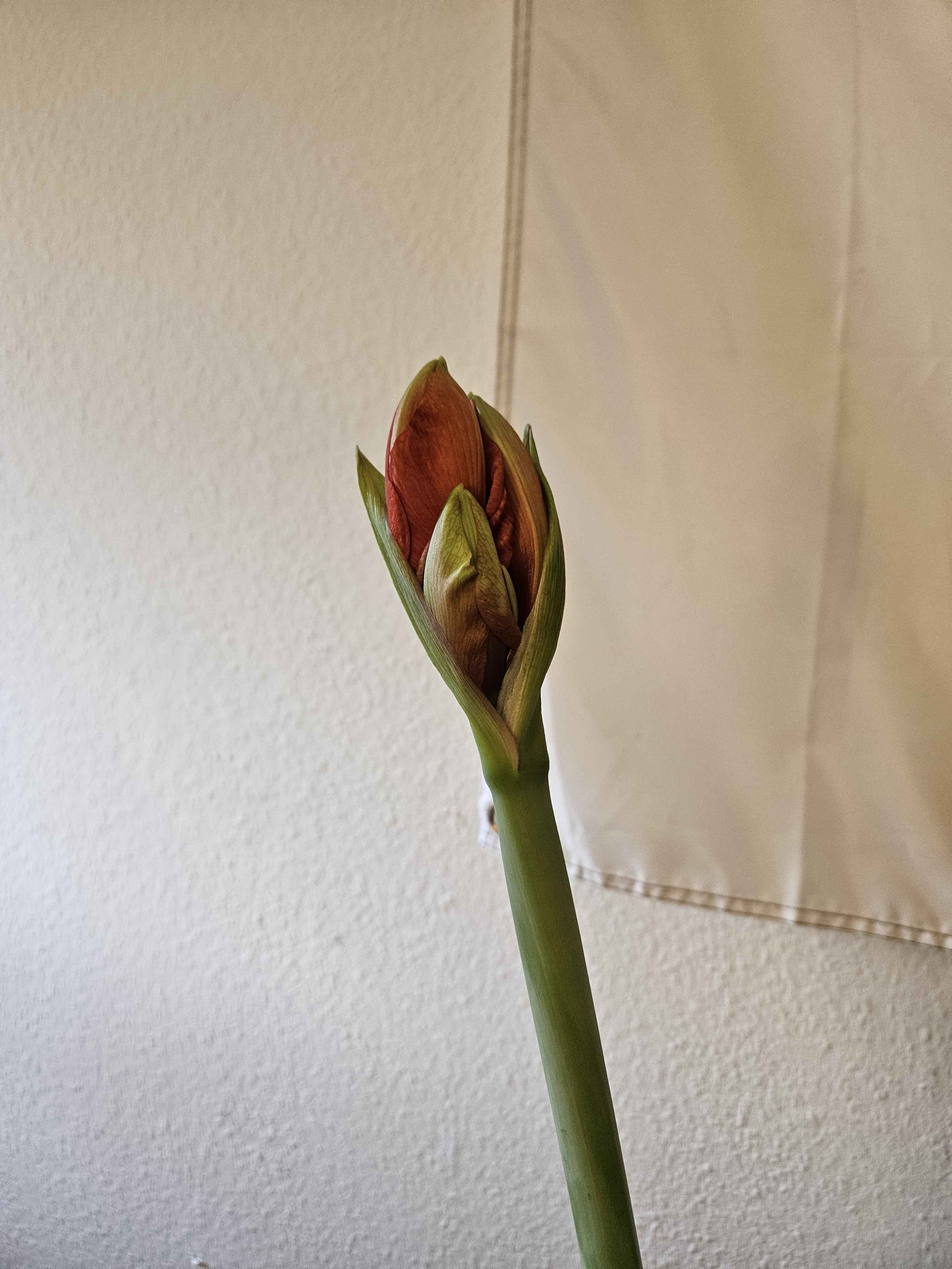 a picture of a blooming flower